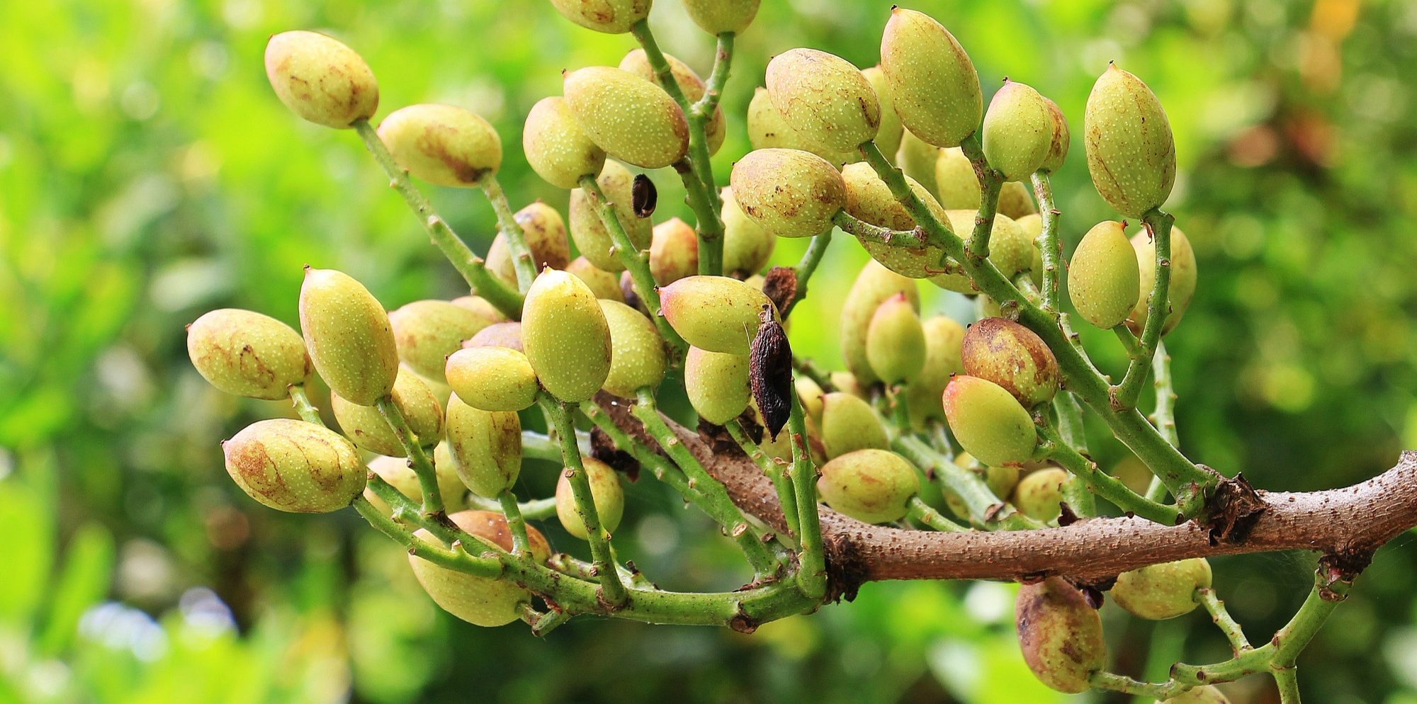 rama arbol de pistacho