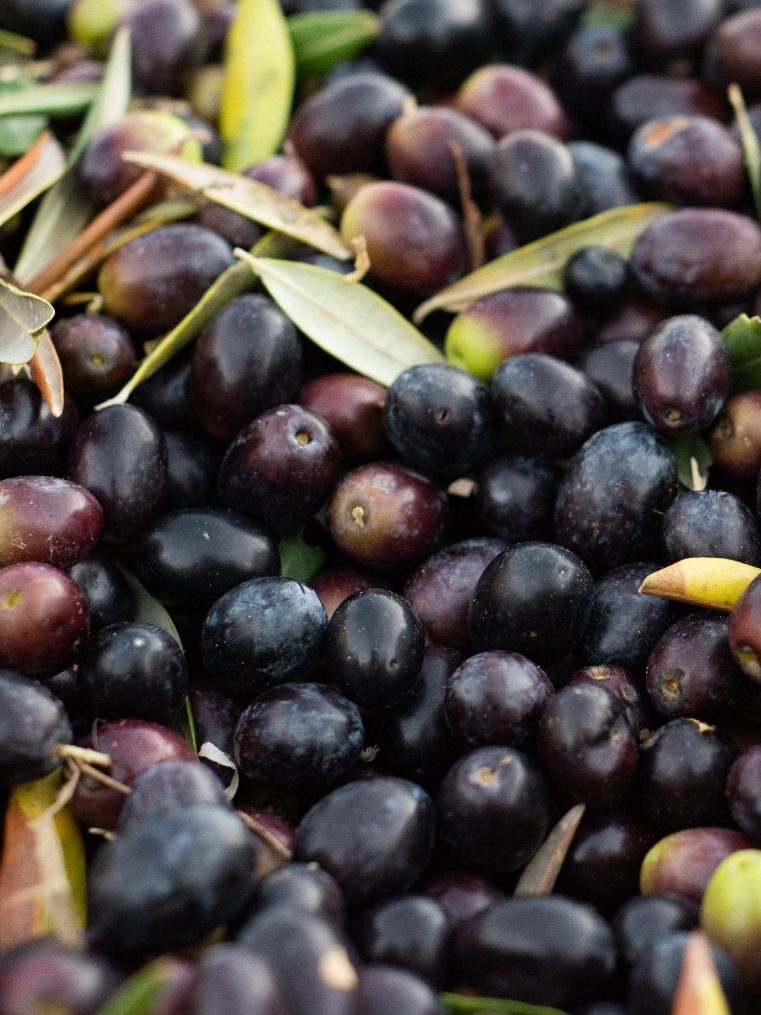 Aceituna recien recogida
