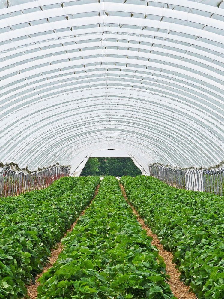 Invernadero cultivado de hortalizas en Urda