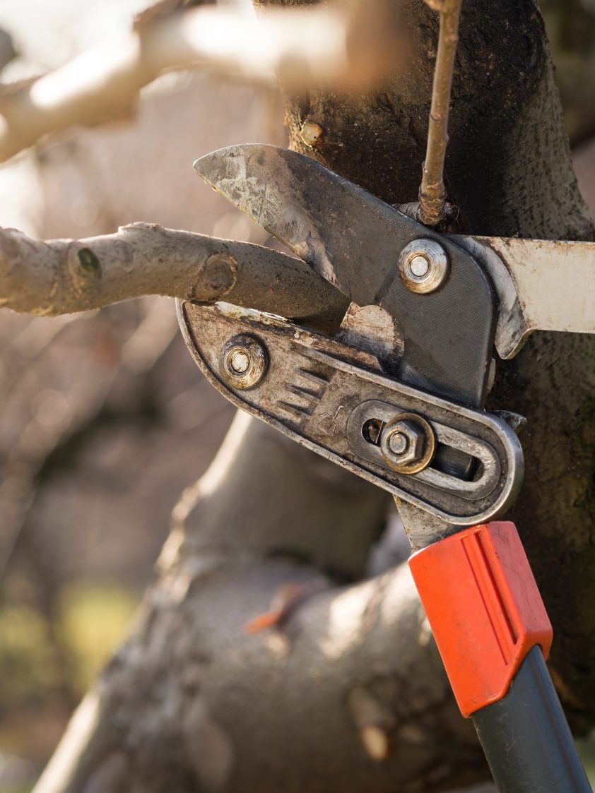 podando arbol o arbusto con tijeras de jardinero