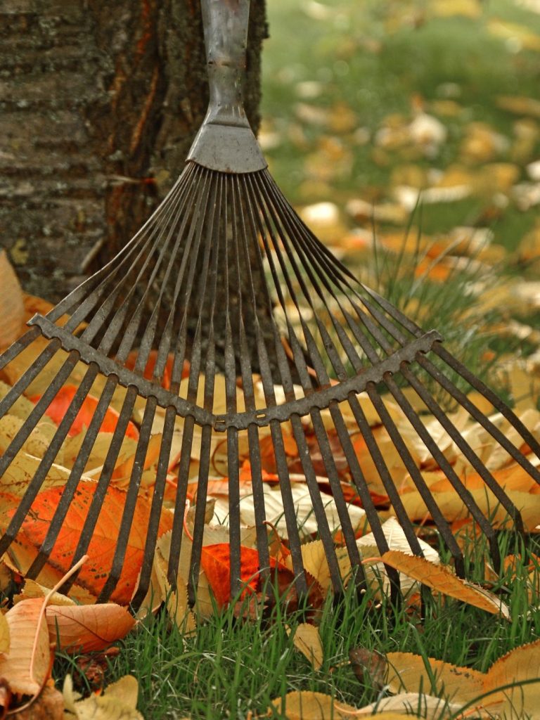 Limpieza y mantenimiento de jardin