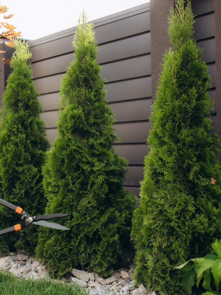 podando setos de jardin